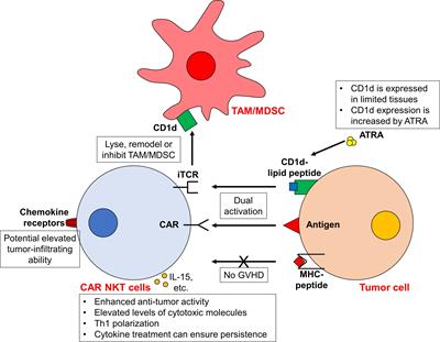 CAR products from novel sources: a new avenue for the breakthrough in cancer immunotherapy